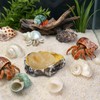 13PCS Natural Small Medium Hermit Crab Shells with Sea Sponge