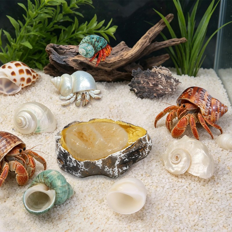 13PCS Natural Small Medium Hermit Crab Shells with Sea Sponge