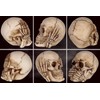 mtb more energy Decorative Skull Figurines "Hear Nothing, See Nothing,