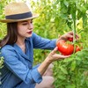 Tomato Support,tomato hook,100Pcs Tomato Support Hooks Tomato Holder Hook Vegetable