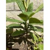 Tree 1 LOQUAT FRUIT TREE From Seeds ORGANIC -3 Years