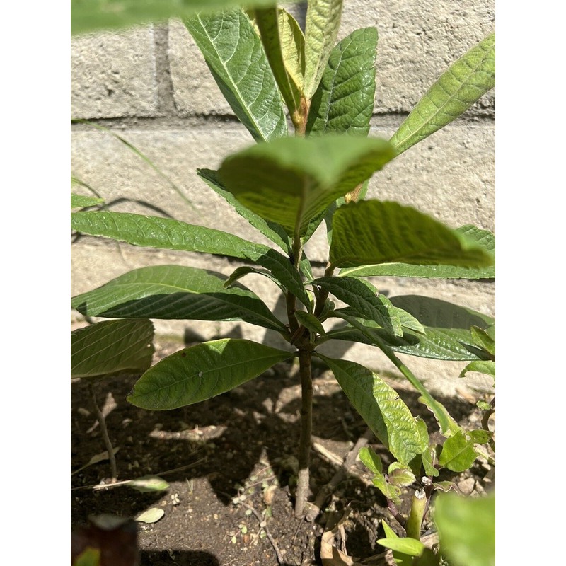 Tree 1 LOQUAT FRUIT TREE From Seeds ORGANIC -3 Years