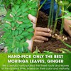 TOG999, Permium Moringa Ginger Herbal Tea – 120 Tea Bags