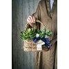 Ohashi Shinji Shoten KN011196-zzz Basket Basket Shabby Willow Oval Basket