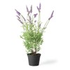 Napa Home & Garden French Lavender 18" Drop-in