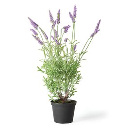Napa Home & Garden French Lavender 18" Drop-in