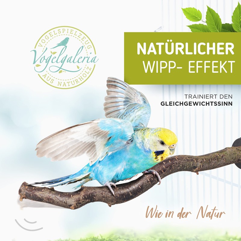 3 Curly Perches – Corkscrew Hazel (from varied Alternative to