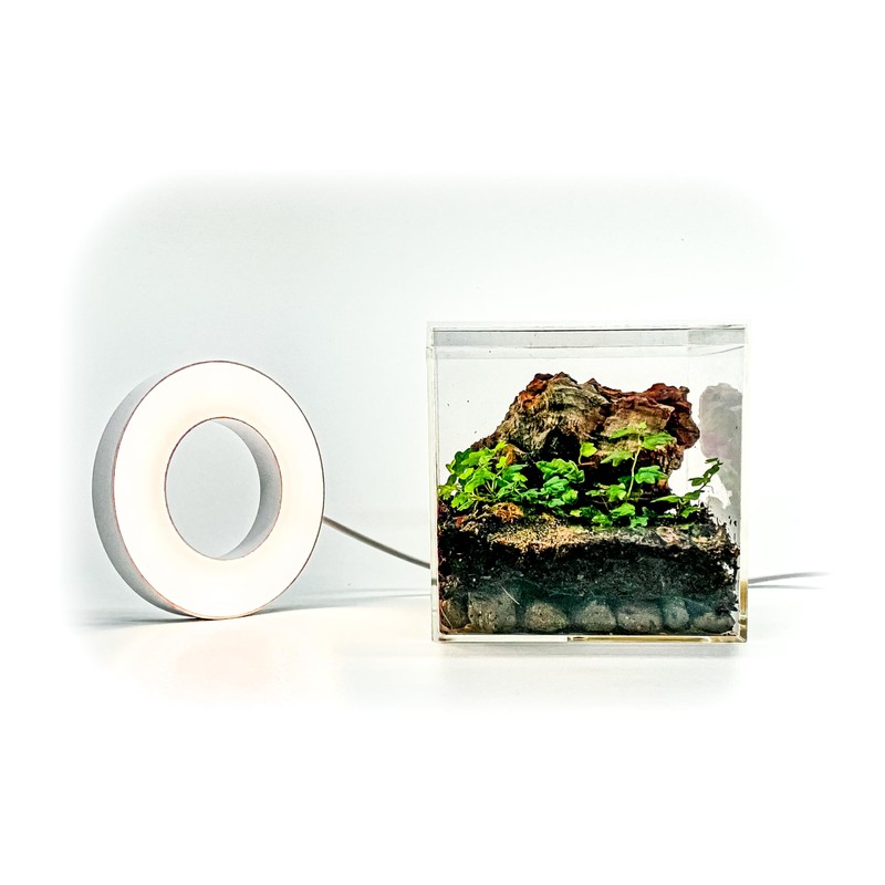 Generic Tiny Terrarium Kit for Springtails (4x4 inch) - BioActive