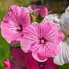 Outsidepride Rose Mallow Mix - 1000 Seeds