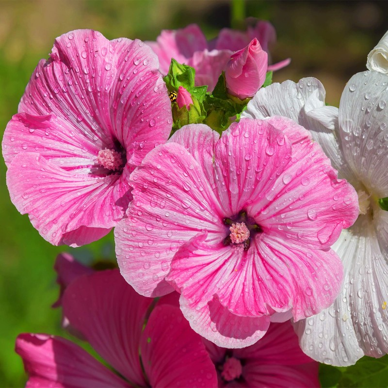 Outsidepride Rose Mallow Mix - 1000 Seeds