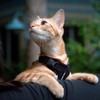 Voyager Step-in Lock Cat Harness and Reflective Cat Leash with