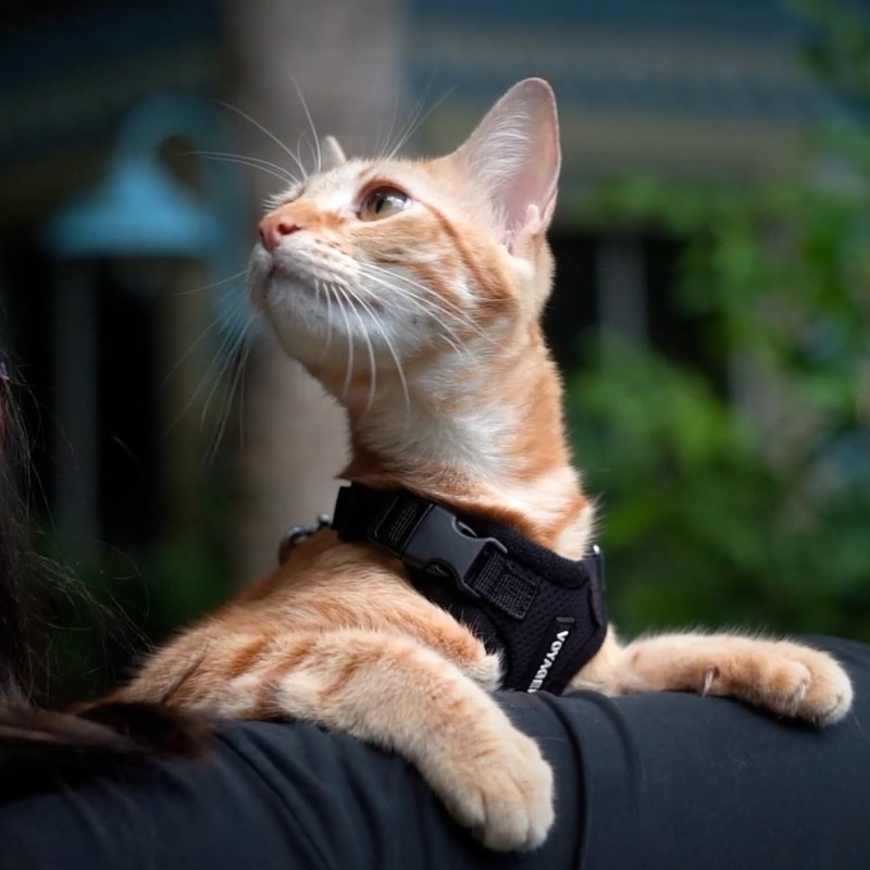 Voyager Step-in Lock Cat Harness and Reflective Cat Leash with