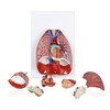 Jackson Global JS00091 Human Respiratory System | Life Size |