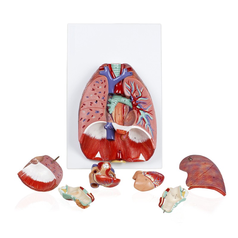Jackson Global JS00091 Human Respiratory System | Life Size |