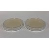 Prepoured Agar Plate Petri Dishes Growing Kit Science Projects Supplies