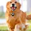 4K Cat Collar Camera IPS Touch Screen HD WiFi Pet
