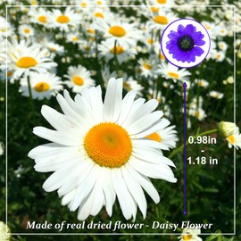 HEISENLIN Dried Pressed Flowers, 60PCS Purple Natural Real Pressed Dried Daisy Flowers, Dry Flowers with Forceps for Scrapbooking DIY Candle Decoration Resin Jewelry Soap Nail Pendant Crafts Making