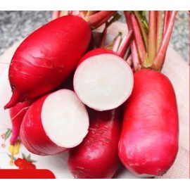 500+China Rose Radish seeds Red Daikon Winter Radish Microgreens Sprout Seed USA