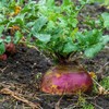 Eden Brothers Rutabaga Seeds - American Purple Top