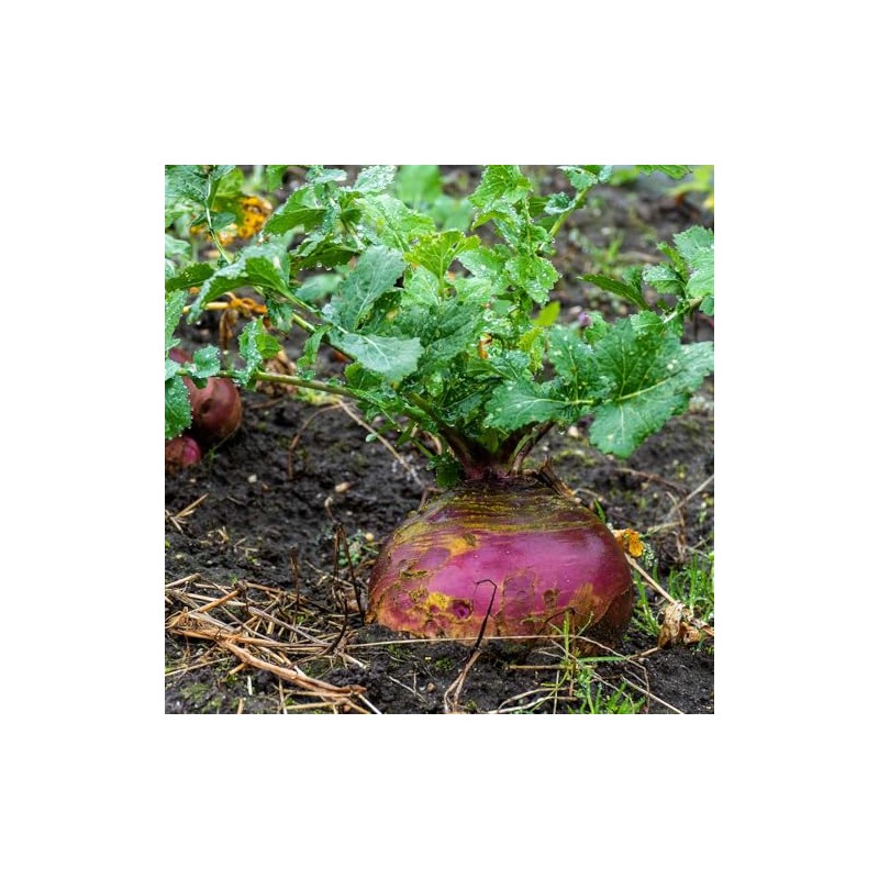 Eden Brothers Rutabaga Seeds - American Purple Top