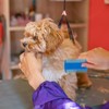 Double Sided Fine Tooth Comb for Adults Dog Cat Pet's