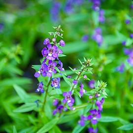 Angelonia Flower Garden Seeds - Serena Blue - Packet of 10 Seeds - Pelleted - Annual Flower Gardening - Angelonia angustifolia