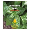 Basil Seeds, Genovese, 250+ Heirloom, Non GMO Seeds, Ocimum basilicum.
