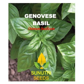 Basil Seeds, Genovese, 250+ Heirloom, Non GMO Seeds, Ocimum basilicum.