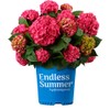 Blooming & Beautiful - Summer Crush Bigleaf Hydrangea - Endless