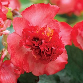 Park Seeds Begonia Fiona Red Flower, Pack of 25 Seeds