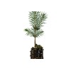 The Jonsteen Company Blue Spruce | Small Tree Seedling |