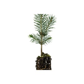 The Jonsteen Company Blue Spruce | Small Tree Seedling | The Jonsteen Company
