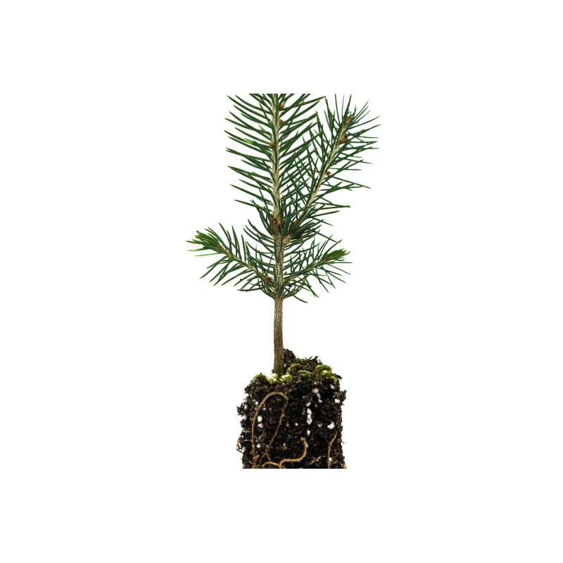 The Jonsteen Company Blue Spruce | Small Tree Seedling |
