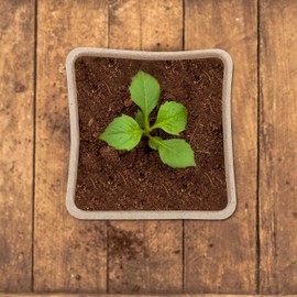 Relaxdays Set of 80 Propagator Pots, Biodegradable, Cellulose, HWD: 8 x 8 x 8cm, Growing Containers for Seeds, Natural