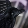 Unbranded 12" Decorative Artificial Flying Feathered Crow with Wired Feet