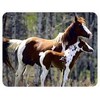 Lumalack Paint Horse Coasters
