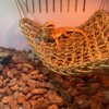Qeunrtiy Pack of 2 Bearded Dragons Hammock Reptile Climbing Decoration