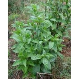 Pokeweed .... Medicinal .... 30 Seeds