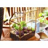 ElegantLife Glass Geometric Terrarium, Succulent & Air Plant(No Plant Included)