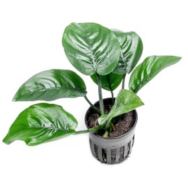 SubstrateSource Anubias Live Aquarium Plants - Potted Freshwater Plant for Fish Tanks, Terrariums - Beginner Friendly Low Light (Barteri Butterfly, 1 Pot)