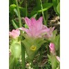 Spring Turmeric Spring Uchina, 1000 Tablets x 2 Pieces, Ukchin