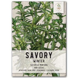 Seed Needs, Winter Savory Seeds - 500 Heirloom Seeds for Planting Satureja Montana - Non-GMO & Untreated Culinary Herb for an Outdoor/Indoor Garden (1 Pack)