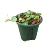 Live Succulents Plants Peperomia Ruby Cascade (3" Pot)