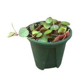 Live Succulents Plants Peperomia Ruby Cascade (3" Pot)