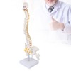 Vertebral Column Model Flexible Spine Caudal Vertebra Anatomical Model with