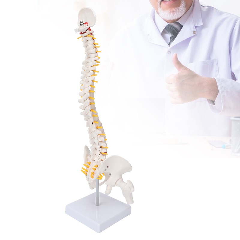 Vertebral Column Model Flexible Spine Caudal Vertebra Anatomical Model with