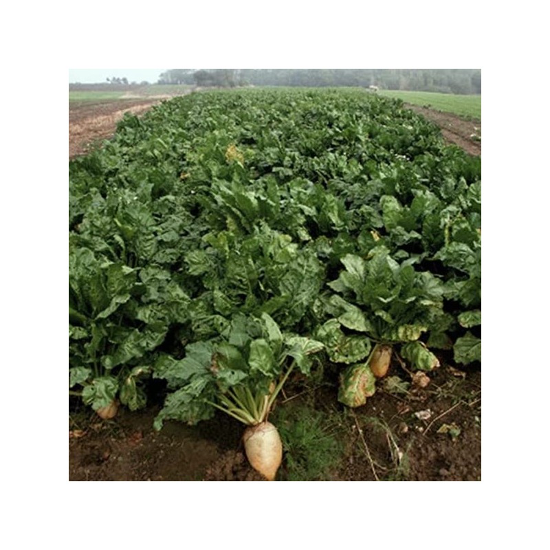 Sugar Beets Seed (10 Lbs.)