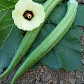 Perkins Long Pod Okra Seeds - 2 g ~35 Seeds - Heirloom, Open Pollinated, Non-GMO, Farm & Vegetable Gardening Seeds