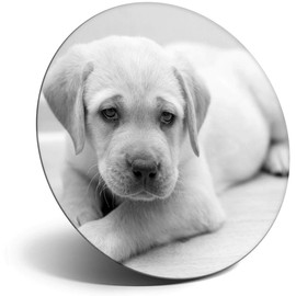 Destination Vinyl ltd Magnet for Refrigerator, Fridge BW - Cute Labrador Puppy Dog Fun for Office, Cabinet and Whiteboard, Magnetic Stickers, 38637