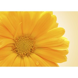 Nelsons Calendula Cream 30ml